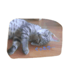 Cat's ugly（個別スタンプ：7）
