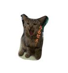 Cat's ugly（個別スタンプ：11）
