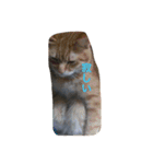 Cat's ugly（個別スタンプ：12）