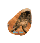 Cat's ugly（個別スタンプ：13）