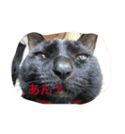 Cat's ugly（個別スタンプ：15）