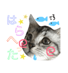 pom chan.（個別スタンプ：4）