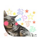 pom chan.（個別スタンプ：7）