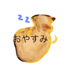 チワワのもち（個別スタンプ：1）