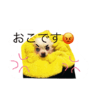 チワワのもち（個別スタンプ：2）