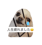 チワワのもち（個別スタンプ：3）