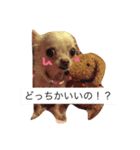 チワワのもち（個別スタンプ：5）
