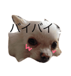 チワワのもち（個別スタンプ：6）