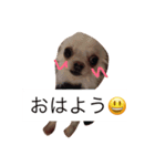 チワワのもち（個別スタンプ：7）