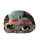 ニャンダフル＆チェス（個別スタンプ：3）