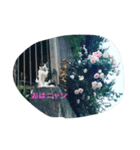 ニャンダフル＆チェス（個別スタンプ：5）