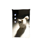 犬です⁉︎チワワのこつぶです！（個別スタンプ：1）