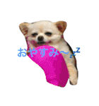犬です⁉︎チワワのこつぶです！（個別スタンプ：2）