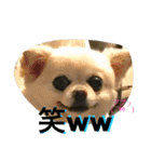 犬です⁉︎チワワのこつぶです！（個別スタンプ：5）