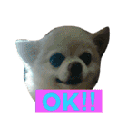 犬です⁉︎チワワのこつぶです！（個別スタンプ：6）
