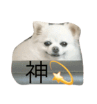犬です⁉︎チワワのこつぶです！（個別スタンプ：7）
