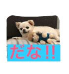 犬です⁉︎チワワのこつぶです！（個別スタンプ：8）