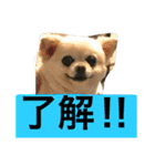 犬です⁉︎チワワのこつぶです！（個別スタンプ：9）