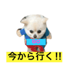 犬です⁉︎チワワのこつぶです！（個別スタンプ：10）