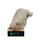 犬です⁉︎チワワのこつぶです！（個別スタンプ：11）