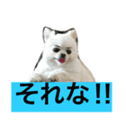 犬です⁉︎チワワのこつぶです！（個別スタンプ：12）