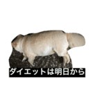 犬です⁉︎チワワのこつぶです！（個別スタンプ：16）