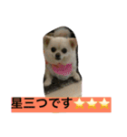 犬です⁉︎チワワのこつぶです！（個別スタンプ：18）