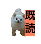 犬です⁉︎チワワのこつぶです！（個別スタンプ：19）