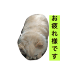 犬です⁉︎チワワのこつぶです！（個別スタンプ：20）