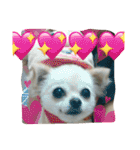 犬です⁉︎チワワのこつぶです！（個別スタンプ：21）
