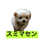 犬です⁉︎チワワのこつぶです！（個別スタンプ：22）