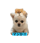 犬です⁉︎チワワのこつぶです！（個別スタンプ：23）
