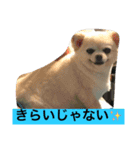 犬です⁉︎チワワのこつぶです！（個別スタンプ：24）