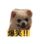 犬です⁉︎チワワのこつぶです！（個別スタンプ：25）