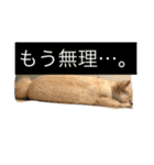 犬です⁉︎チワワのこつぶです！（個別スタンプ：26）