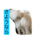 犬です⁉︎チワワのこつぶです！（個別スタンプ：27）