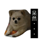 犬です⁉︎チワワのこつぶです！（個別スタンプ：28）