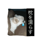 犬です⁉︎チワワのこつぶです！（個別スタンプ：29）