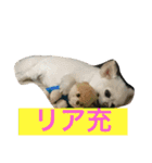 犬です⁉︎チワワのこつぶです！（個別スタンプ：31）