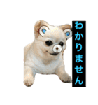 犬です⁉︎チワワのこつぶです！（個別スタンプ：33）