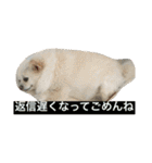 犬です⁉︎チワワのこつぶです！（個別スタンプ：35）