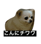 犬です⁉︎チワワのこつぶです！（個別スタンプ：36）