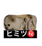 犬です⁉︎チワワのこつぶです！（個別スタンプ：38）