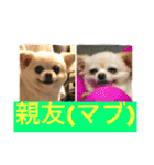 犬です⁉︎チワワのこつぶです！（個別スタンプ：40）