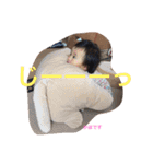 かほにゃんすたんぷ（個別スタンプ：11）