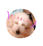 可愛いトイプー（個別スタンプ：1）