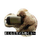 可愛いトイプー（個別スタンプ：2）