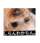 可愛いトイプー（個別スタンプ：3）