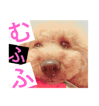 可愛いトイプー（個別スタンプ：5）