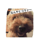 可愛いトイプー（個別スタンプ：6）